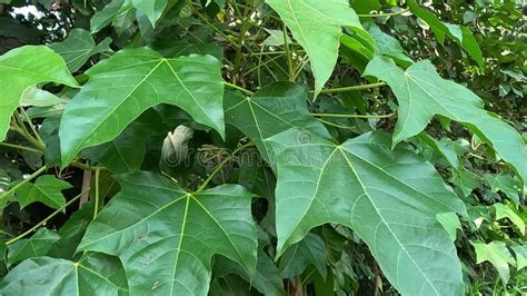 Firmiana Simplex (Chinese Parasol Tree, Chinese Parasoltree, Wutong ...