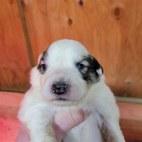 Newborn Great Pyrenees Puppies - Chamburn Farm