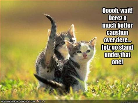 Funny Animals Zone: Funny Kittens with Captions Images 2012