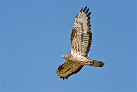 Strait of Gibraltar - Honey Buzzard Migration - Naturetrek