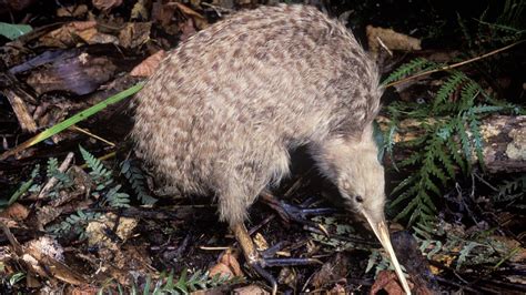 Death for millions of predators as New Zealand fights to save kiwi ...