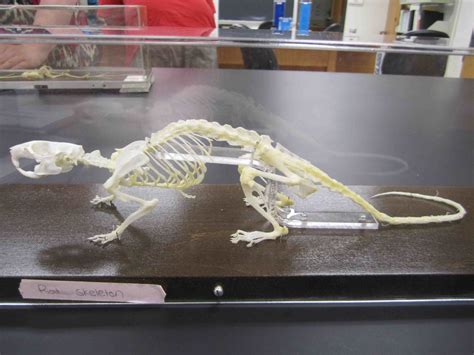 Rat Skeleton Diagram | Quizlet