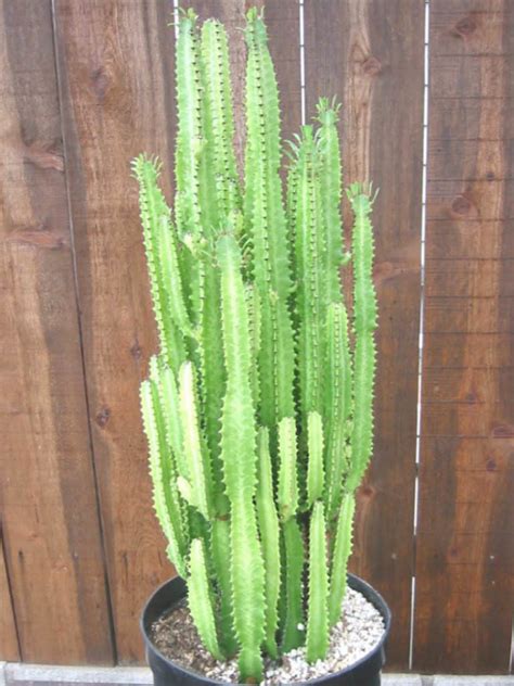 Euphorbia trigona - African Milk Tree | World of Succulents