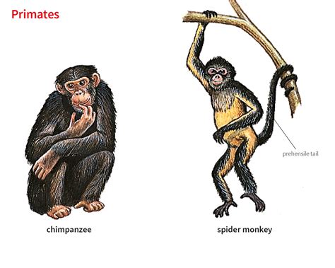 primate noun - Definition, pictures, pronunciation and usage notes ...