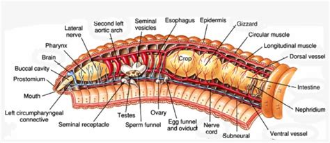 Termite Queen Dissection