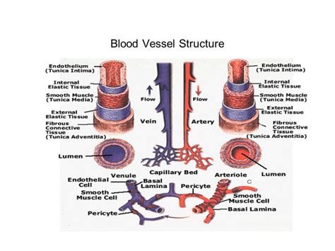 Blood vessels structure, function, layers, characteristics & How blood ...