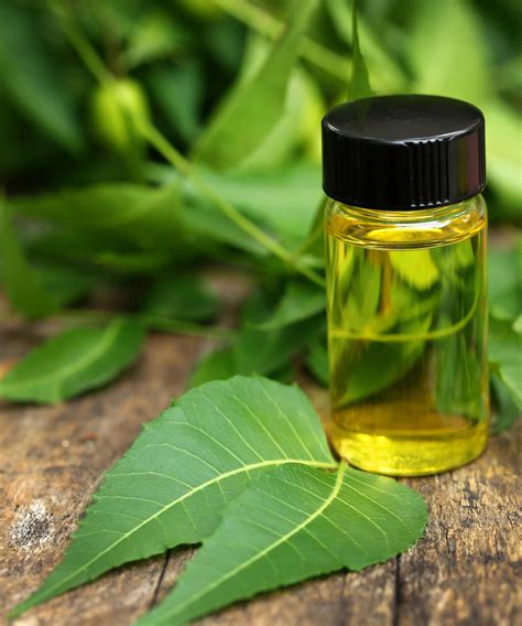 How to use neem oil on plants to tackle pests and diseases | Homes ...