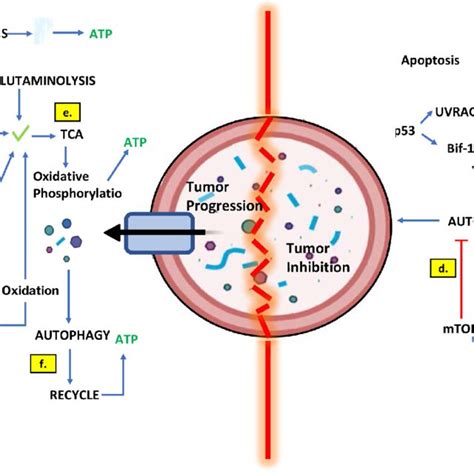 Effect of autophagy inhibitors on drug resistant cancer cells ...