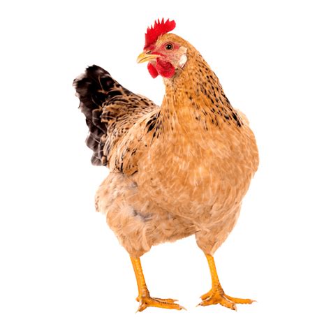 Chicken PNG Images (Transparent HD Photo Clipart)