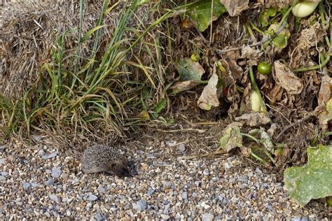 Hedgehogs can emerge from hibernation for a quick food foray during ...