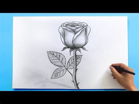 How To Draw A Flower Step By With Pencil | Best Flower Site