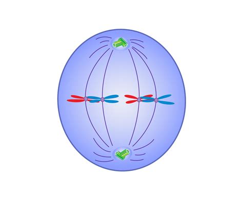 Metaphase Phase Stages Of Mitosis Meiosis Diagram Mitotic Cell – NBKomputer