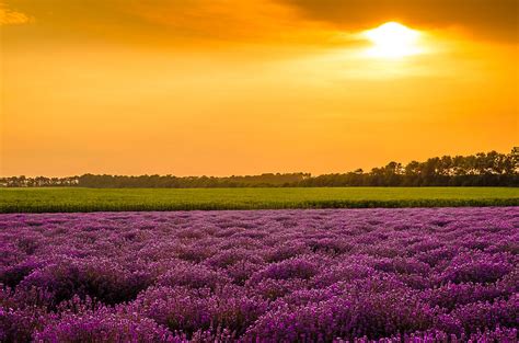 Lavender Fields And Sunset Photograph by Mim'smadmoments - Fine Art America