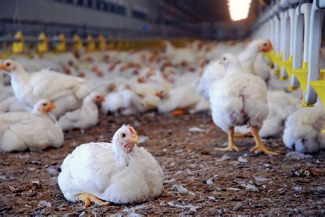 Thinking of Going Into Poultry Farming? Here is the Commercial Poultry ...