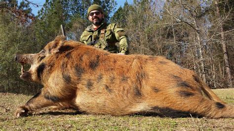 Trophy Hog Hunting - GA - Trips4Trade