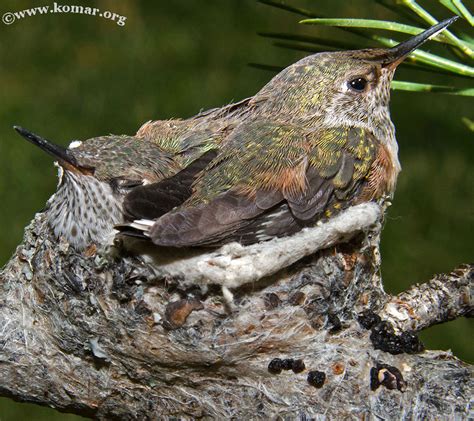 Baby Hummingbird Nest – Advgrrl Motorcycle Adventures by Leslie