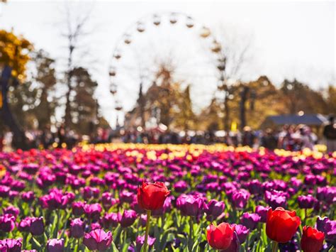 Discover the Magical Floriade ACT: A Blossoming Garden Festival in ...