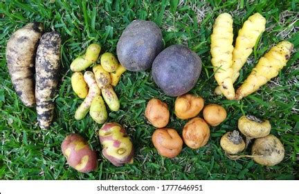 Andean Tubers Peru Mashua Oca Ullucus Stock Photo 1777646951 | Shutterstock