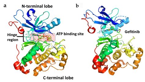 Crystal structure of the kinase domain of EGFR (a) with ATP binding ...