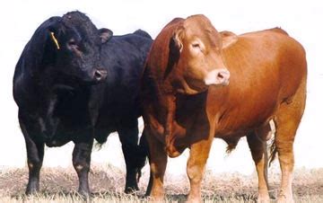 Limousin Cattle