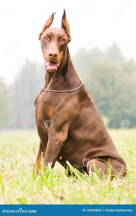 Sitting Brown Doberman Pinscher Stock Photos - Image: 16000843