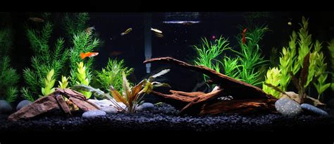 20 gallon aquarium live plants - Google Search | Fish tank terrarium ...