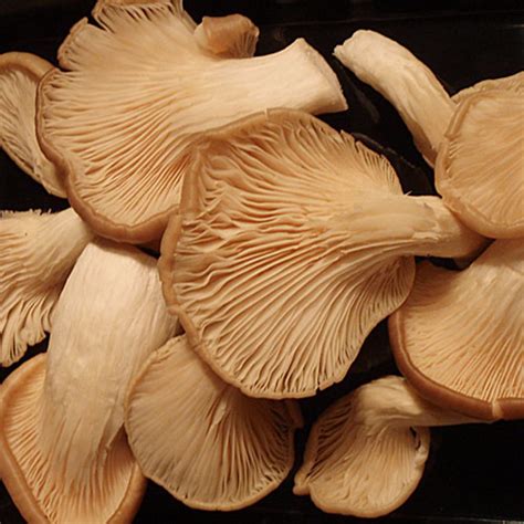 What Are The Different Types Of Edible Mushrooms and How Do You Use ...