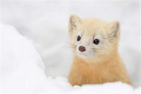 A Baby Sable, Japan by Michel Godimus | Nature Art Collection 2021