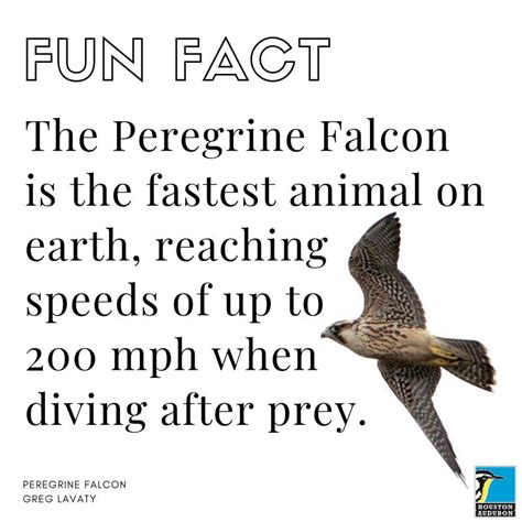 Falcon Images: Peregrine Falcon Fun Facts