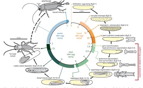 [PDF] Embryonic development of the cricket Gryllus bimaculatus ...