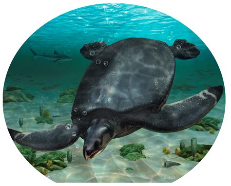 Fossils of car-sized dinosaur-era sea turtle unearthed in Spain | Reuters