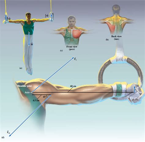 Solved In gymnastics, it is typical for the male athletes to | Chegg.com