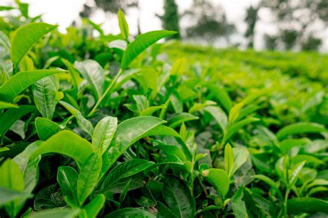 How To Grow Your Own Tea Plant | STIHL Blog