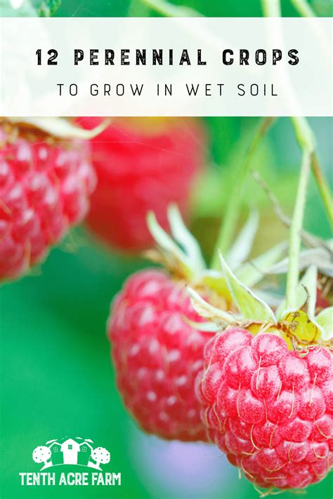 12 Perennial Crops to Grow in Wet Soil - Tenth Acre Farm