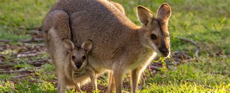 Wallabies Vs Kangaroos - img-cahoots