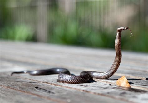 What is eastern rat snake animal? - animala-z.com