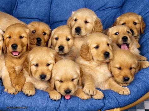 Cute Baby Golden Retriever Puppies | PETSIDI