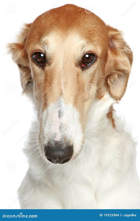 Russian Borzoi Dog. Head Profile Close-up Portrait Stock Photo - Image ...