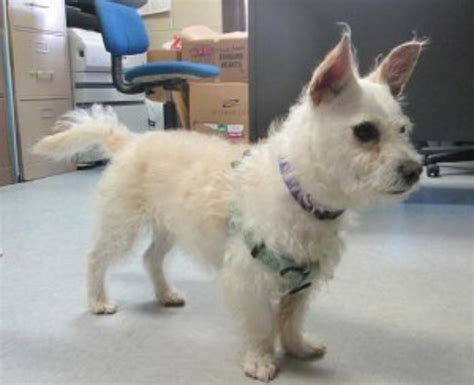 Westie Mix Puppies For Adoption : Westie West Highland White Terrier ...