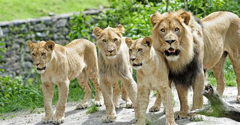 Lion Cubs Celebrate One Year At Bronx Zoo - CBS New York