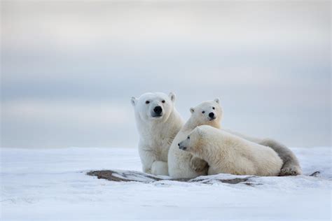 41 Adorable Animal Family Portraits That Will Steal Your Heart - 500px