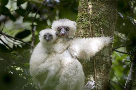 Female Silky Sifaka with 2-month old offspring - Stock Image - F023 ...