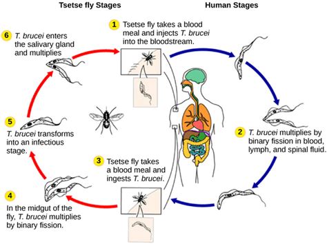 Protists | Boundless Microbiology