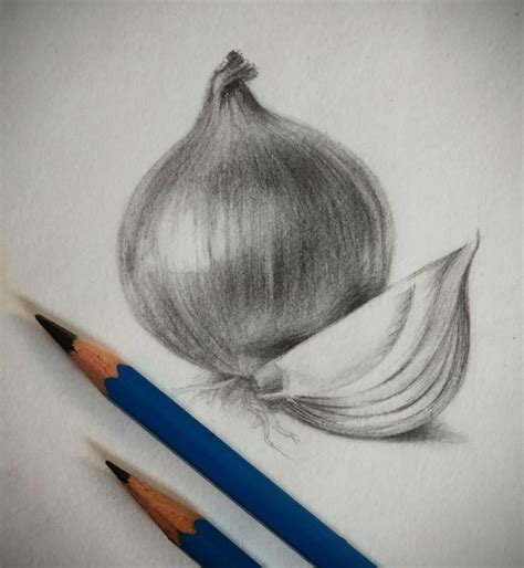 Pencil drawing ( onion ) | Life drawing, Still life drawing, Realistic ...