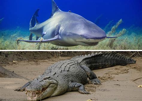 Saltwater Crocodile Vs Shark