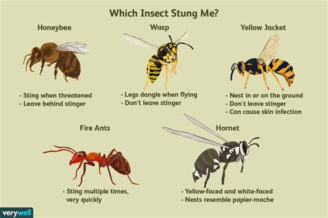 Bee Sting Reaction: Signs, Symptoms, Testing, & Treatment