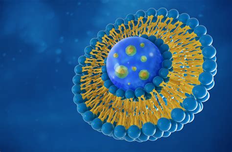 Lipid Nanoparticle and Liposome Characterization with FFF-MALS-DLS