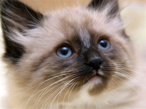 Small beautiful Siamese cat close-ups wallpapers and images ...