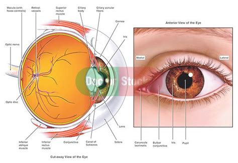 anatomy bulbar conjunctiva and sclera - Google Search | Eye anatomy ...