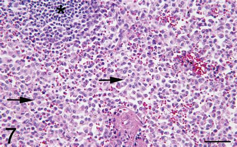 Disseminated Cutaneous Mast Cell Tumors with Epitheliotropism and ...